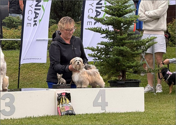 lhasa apso hodowla EUNIKA Azurowa Amhara