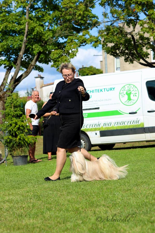 lhasa apso hodowla DARK SUNSET azurowa amhara