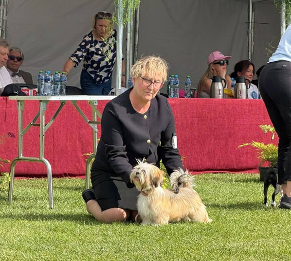 lhasa apso hodowla EUNIKA Azurowa Amhara