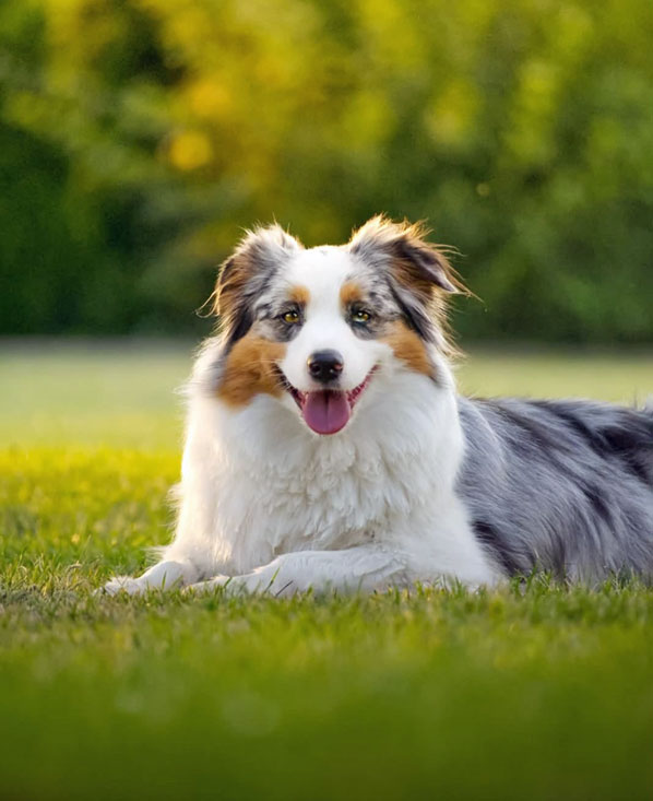 lhasa apso hodowla MALIBU Azurowa Amhara