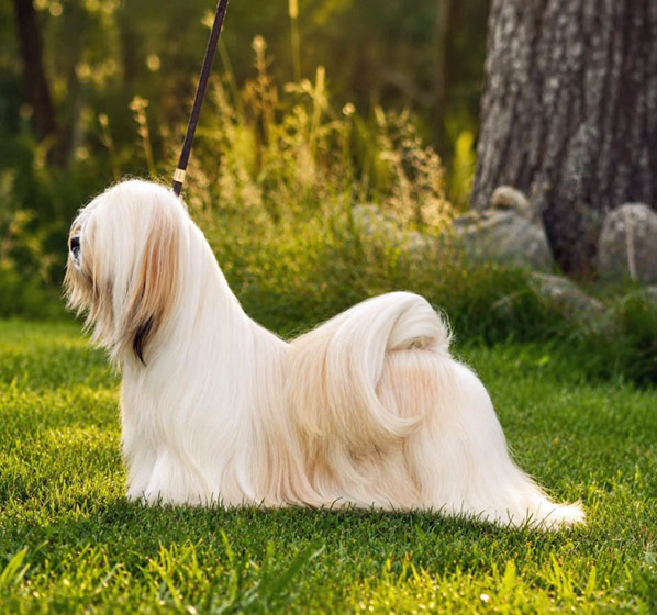 lhasa apso hodowla MOONRISE Azurowa Amhara