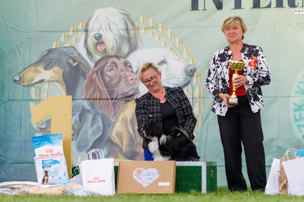 lhasa apso hodowla ESKALOPKA Azurowa Amhara