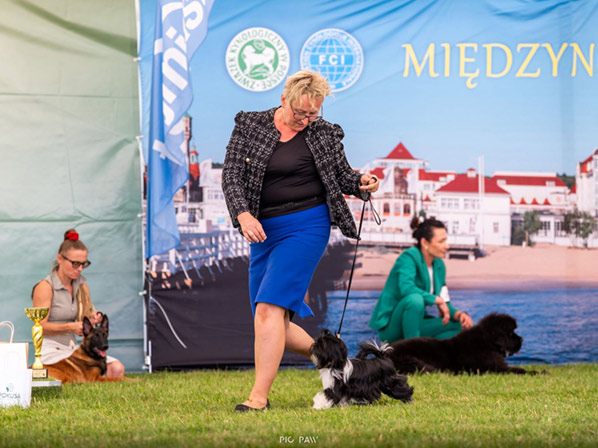 lhasa apso hodowla ESKALOPKA Azurowa Amhara