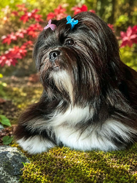 lhasa apso hodowla SYRIANA Azurowa Amhara