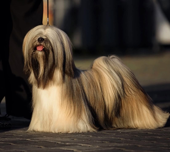 lhasa apso hodowla SYRIANA Azurowa Amhara