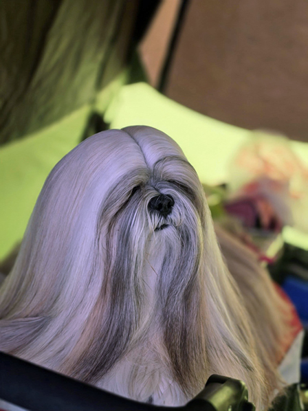 lhasa apso hodowla DARK SUNSET Azurowa Amhara