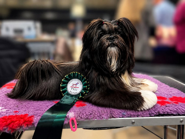 lhasa apso hodowla SYRIANA Azurowa Amhara