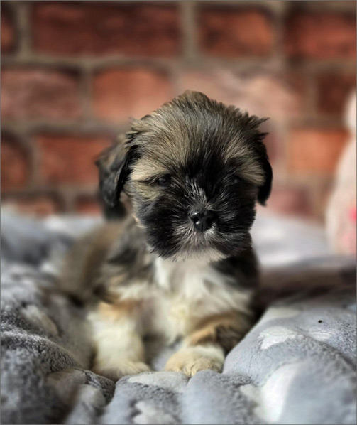 lhasa apso hodowla ELDON Azurowa Amhara