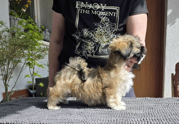 lhasa apso hodowla EMIR Azurowa Amhara