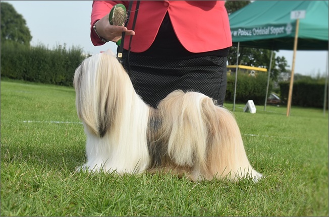 MAGIC SANMAI Azurowa Amhara