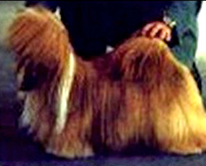 azurowa amhara