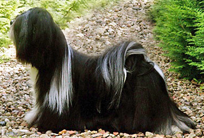 azurowa amhara