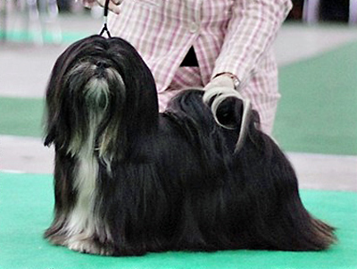 azurowa amhara