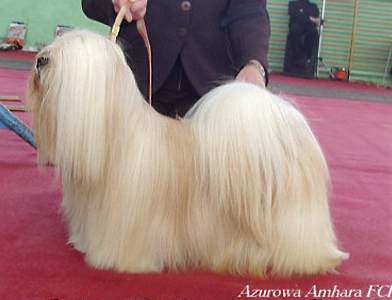 azurowa amhara