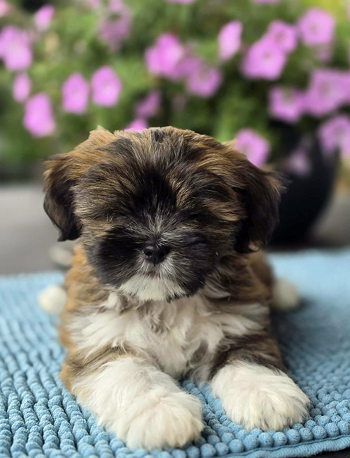 lhasa puppies szczeni�ta hodowla amhara