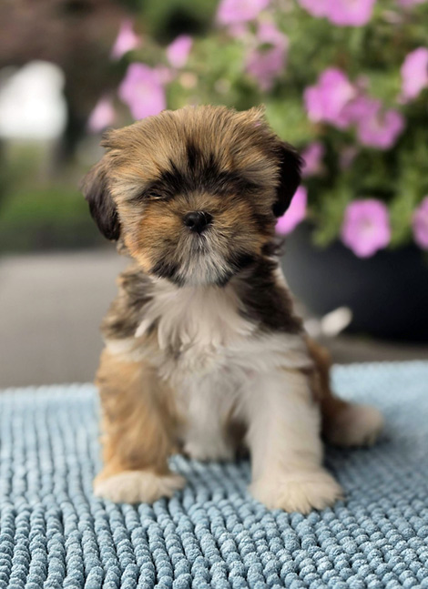lhasa puppies szczeni�ta hodowla amhara