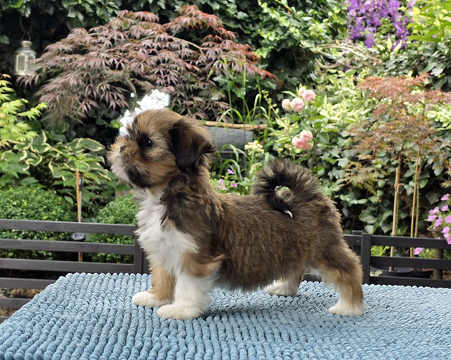 lhasa puppies szczeni�ta hodowla amhara