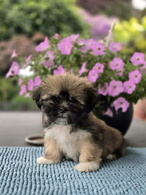 lhasa puppies szczeni�ta hodowla amhara
