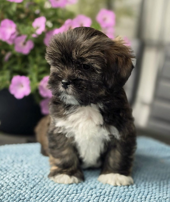 lhasa puppies szczeni�ta hodowla amhara